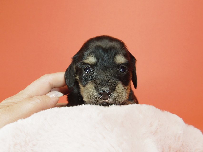 ダックスフンド カニンヘン ピノ & バロン君の子犬 ブラッククリーム 女の子② お写真初登場IMGP8206 ダックスフンド カニンヘン ピノ & バロン君の子犬 ブラッククリーム 女の子② お写真初登場