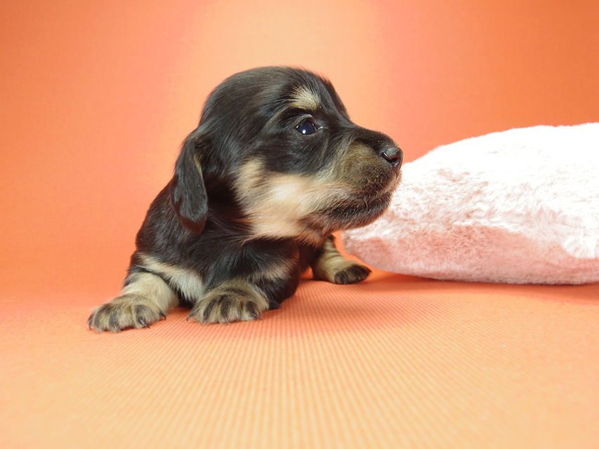 ダックスフンド カニンヘン ピノ & バロン君の子犬 ブラッククリーム 女の子② お写真初登場IMGP8210 ダックスフンド カニンヘン ピノ & バロン君の子犬 ブラッククリーム 女の子② お写真初登場