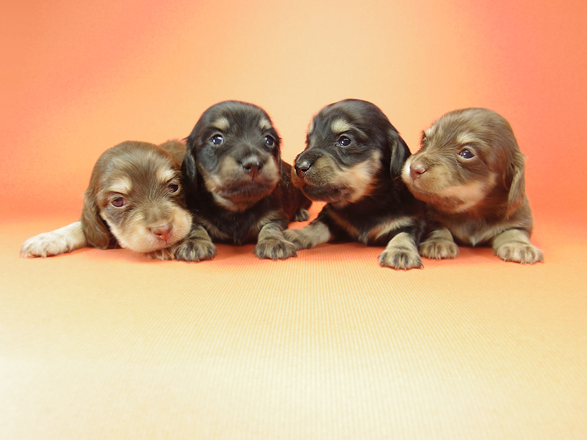 ダックスフンド カニンヘン ピノ & バロン君の子犬達IMGP8259 ダックスフンド カニンヘン ピノ & バロン君の子犬達