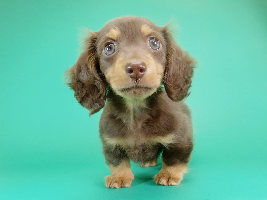 ダックスフンド カニンヘン 黒豆 & アサヒの子犬 チョコタン 女の子【ハイクラス】IMGP8541 ダックスフンド カニンヘン 黒豆 & アサヒの子犬 チョコタン 女の子【ハイクラス】