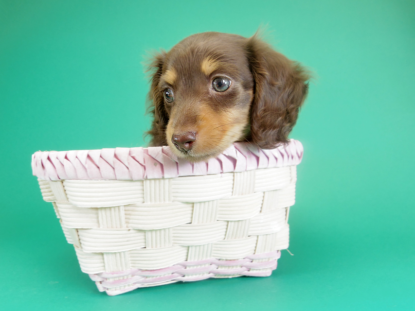 ダックスフンド カニンヘン 黒豆 & アサヒの子犬 チョコタン 女の子【ハイクラス】IMGP8558 ダックスフンド カニンヘン 黒豆 & アサヒの子犬 チョコタン 女の子【ハイクラス】