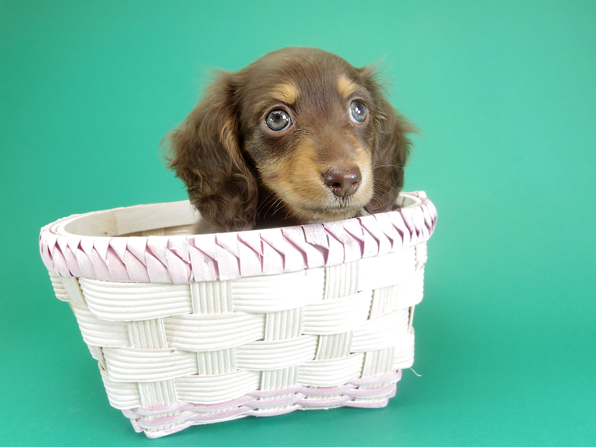 ダックスフンド カニンヘン 黒豆 & アサヒの子犬 チョコタン 女の子【ハイクラス】IMGP8560 ダックスフンド カニンヘン 黒豆 & アサヒの子犬 チョコタン 女の子【ハイクラス】