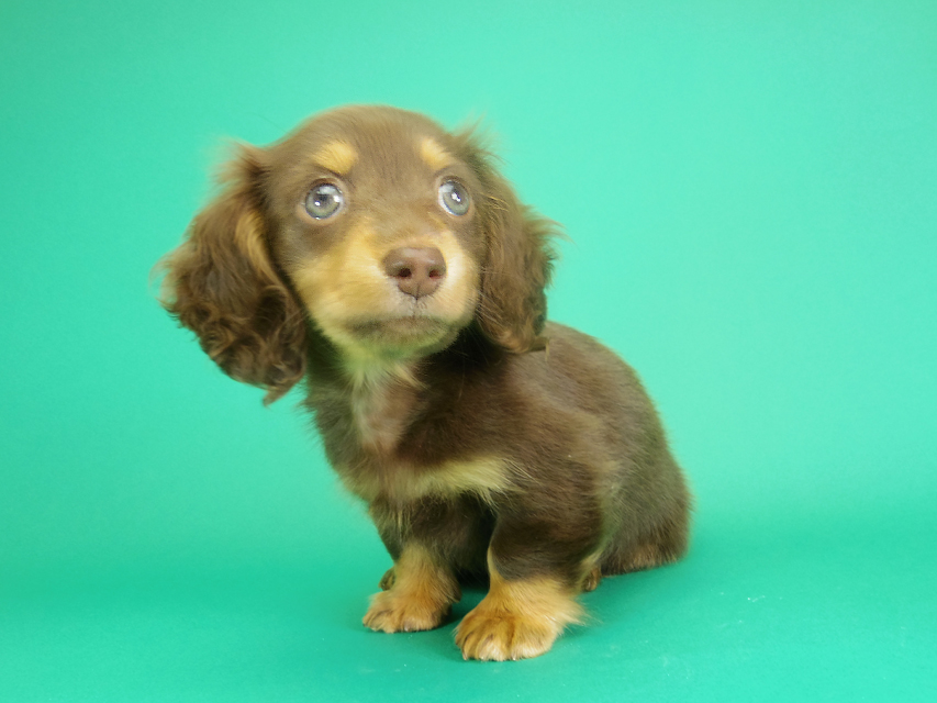 ダックスフンド カニンヘン 黒豆 & アサヒの子犬 チョコタン 女の子【ハイクラス】IMGP8566 ダックスフンド カニンヘン 黒豆 & アサヒの子犬 チョコタン 女の子【ハイクラス】