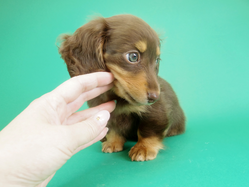 ダックスフンド カニンヘン 黒豆 & アサヒの子犬 チョコタン 女の子【ハイクラス】IMGP8572 ダックスフンド カニンヘン 黒豆 & アサヒの子犬 チョコタン 女の子【ハイクラス】