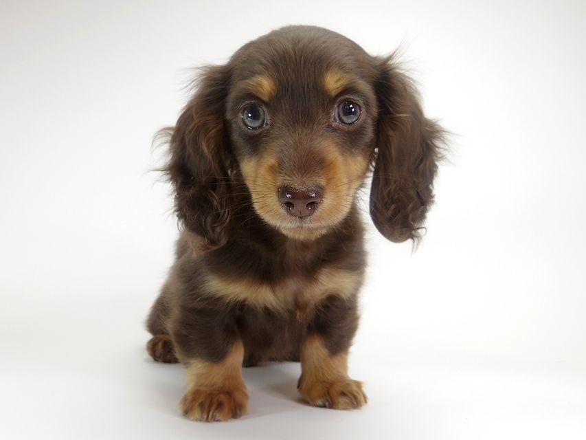 ダックスフンド カニンヘン 黒豆 & アサヒの子犬 チョコタン 女の子【ハイクラス】IMGP8604 ダックスフンド カニンヘン 黒豆 & アサヒの子犬 チョコタン 女の子【ハイクラス】