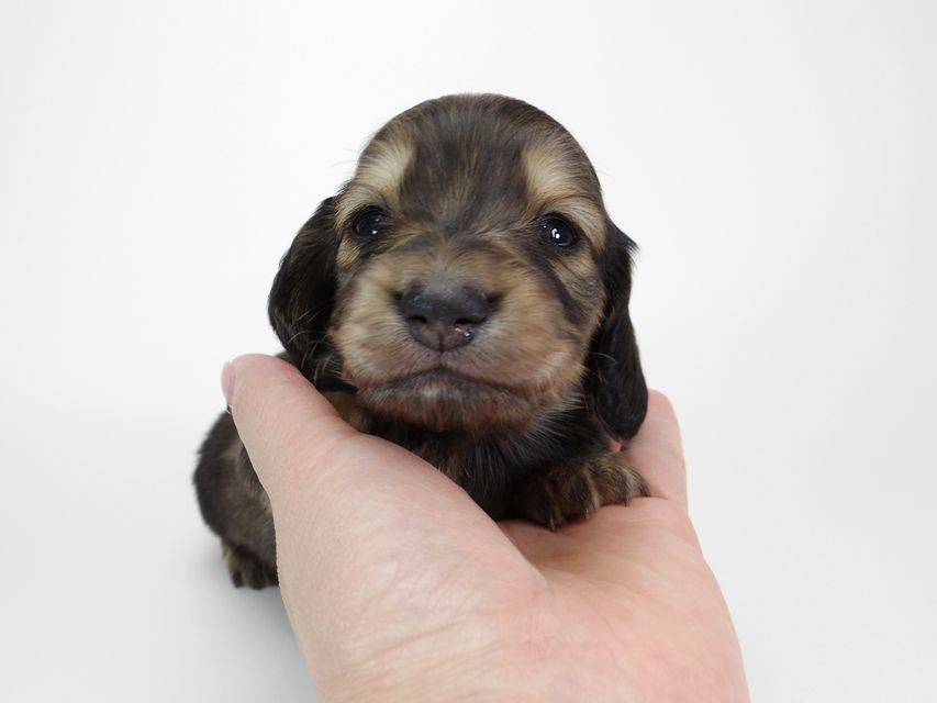 ダックスフンド カニンヘン わかば & アレックスの子犬 シェーデットクリーム 男の子 お写真初登場IMGP8654 ダックスフンド カニンヘン わかば & アレックスの子犬 シェーデットクリーム 男の子 お写真初登場