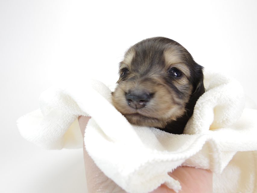 ダックスフンド カニンヘン わかば & アレックスの子犬 シェーデットクリーム 男の子 お写真初登場IMGP8669 ダックスフンド カニンヘン わかば & アレックスの子犬 シェーデットクリーム 男の子 お写真初登場