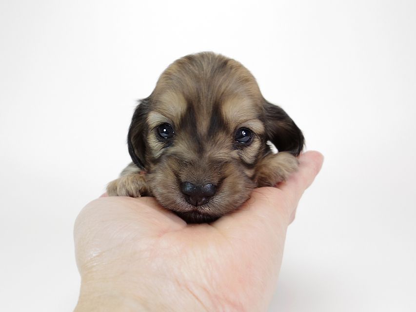 ダックスフンド カニンヘン わかば & アレックスの子犬 シェーデットクリーム 女の子① お写真初登場