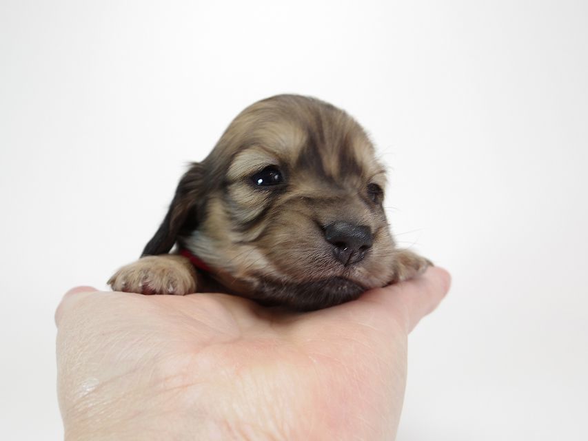 ダックスフンド カニンヘン わかば & アレックスの子犬 シェーデットクリーム 女の子① お写真初登場