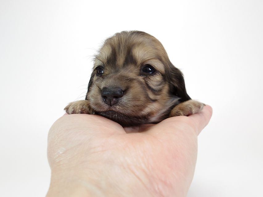 ダックスフンド カニンヘン わかば & アレックスの子犬 シェーデットクリーム 女の子① お写真初登場