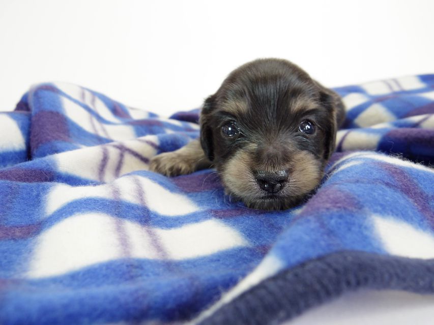 ダックスフンド カニンヘン あんず & 朝日の子犬 ブラッククリーム 男の子①IMGP8816 ダックスフンド カニンヘン あんず & 朝日の子犬 ブラッククリーム 男の子①