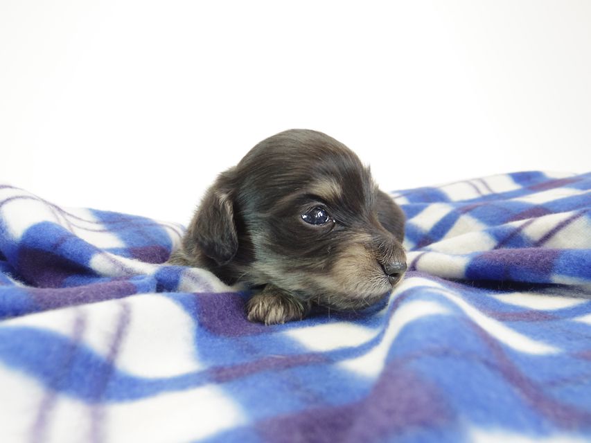 ダックスフンド カニンヘン あんず & 朝日の子犬 ブラッククリーム 男の子①IMGP8831 ダックスフンド カニンヘン あんず & 朝日の子犬 ブラッククリーム 男の子①