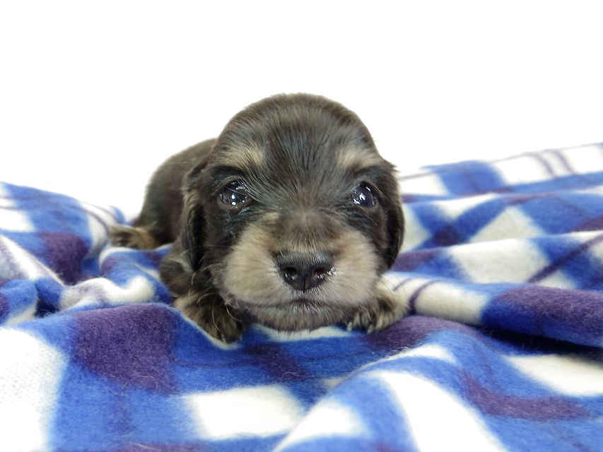 ダックスフンド カニンヘン あんず & 朝日の子犬 ブラッククリーム 男の子①IMGP8832 ダックスフンド カニンヘン あんず & 朝日の子犬 ブラッククリーム 男の子①