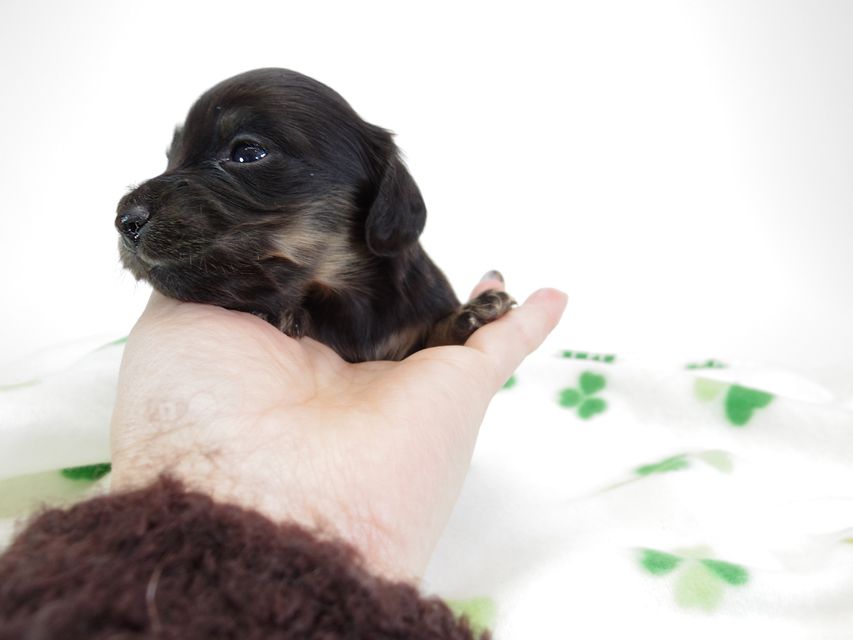 ダックスフンド カニンヘン あんず & 朝日の子犬 ブラッククリーム 男の子②