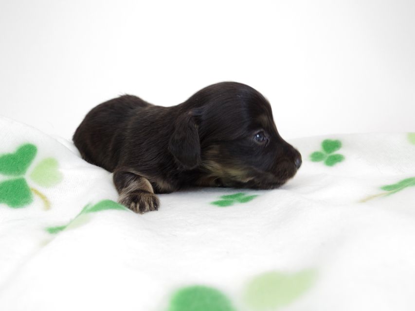 ダックスフンド カニンヘン あんず & 朝日の子犬 ブラッククリーム 男の子②
