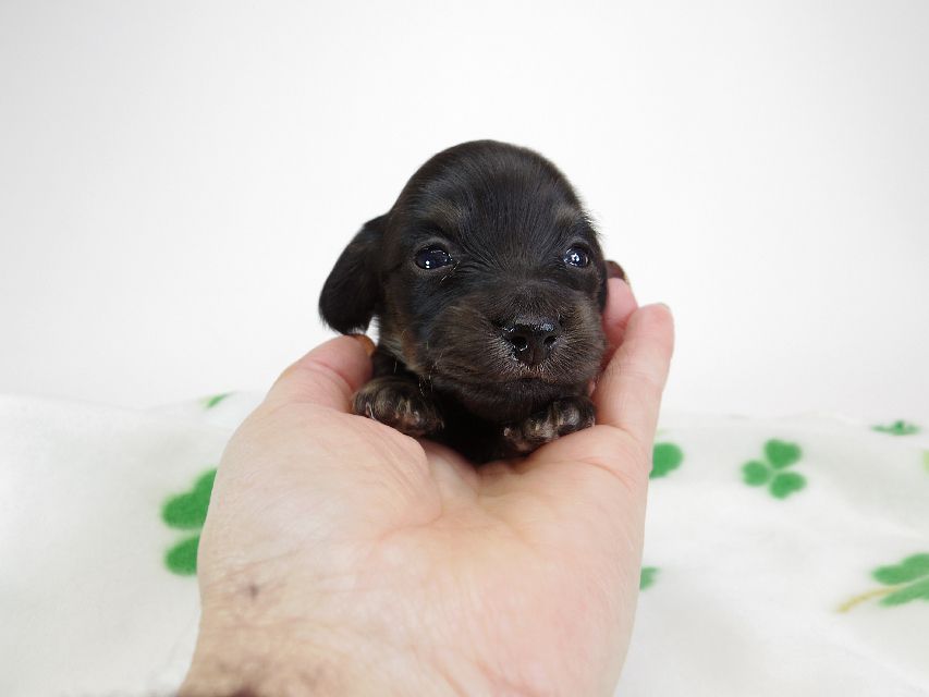 ダックスフンド カニンヘン あんず & 朝日の子犬 ブラッククリーム 男の子②