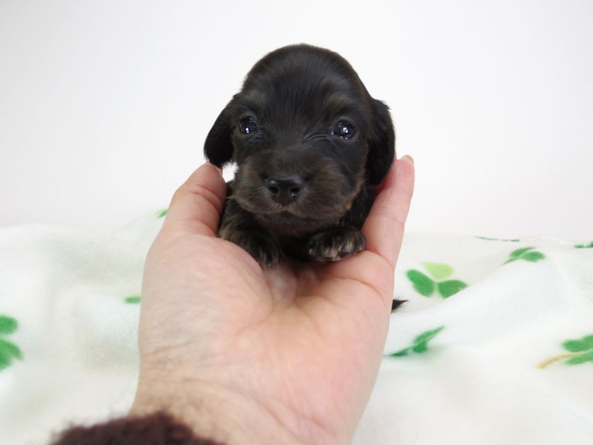 ダックスフンド カニンヘン あんず & 朝日の子犬 ブラッククリーム 男の子②