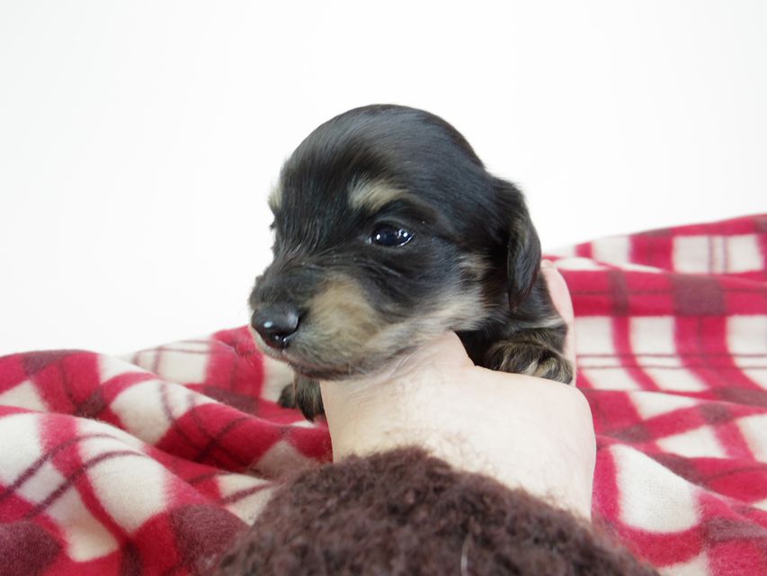ダックスフンド カニンヘン あんず & 朝日の子犬 ブラッククリーム 男の子③IMGP8864 ダックスフンド カニンヘン あんず & 朝日の子犬 ブラッククリーム 男の子③