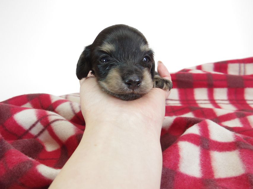 ダックスフンド カニンヘン あんず & 朝日の子犬 ブラッククリーム 男の子③IMGP8868 ダックスフンド カニンヘン あんず & 朝日の子犬 ブラッククリーム 男の子③