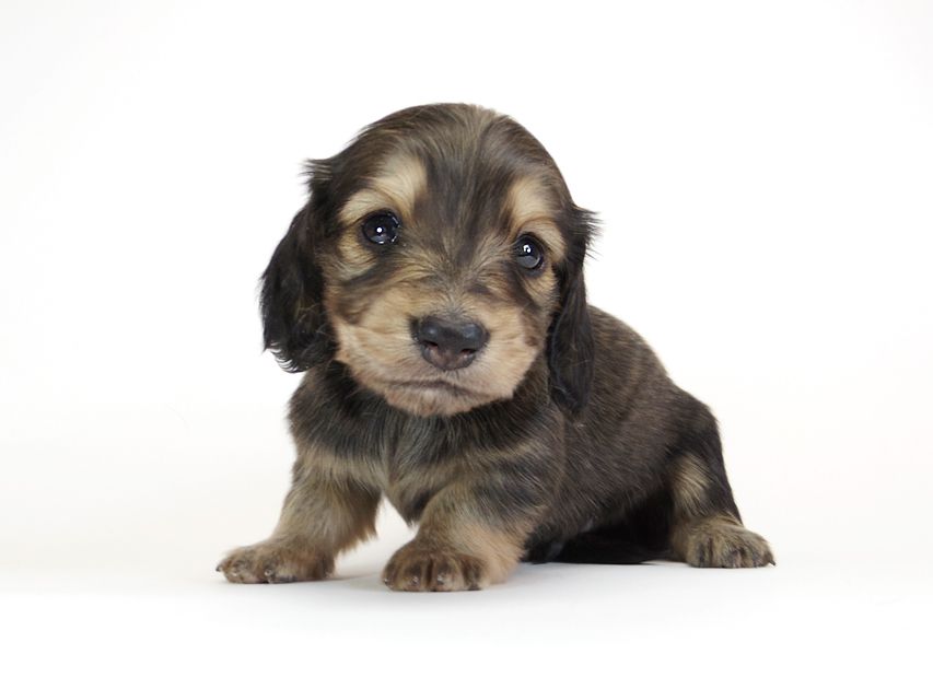 ダックスフンド カニンヘン わかば & アレックスの子犬 シェーデットクリーム 男の子IMGP8884 ダックスフンド カニンヘン わかば & アレックスの子犬 シェーデットクリーム 男の子