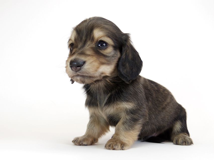 ダックスフンド カニンヘン わかば & アレックスの子犬 シェーデットクリーム 男の子IMGP8885 ダックスフンド カニンヘン わかば & アレックスの子犬 シェーデットクリーム 男の子