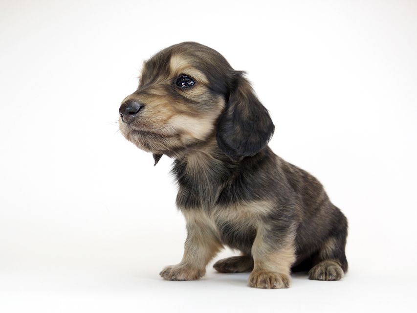 ダックスフンド カニンヘン わかば & アレックスの子犬 シェーデットクリーム 男の子IMGP8886 ダックスフンド カニンヘン わかば & アレックスの子犬 シェーデットクリーム 男の子