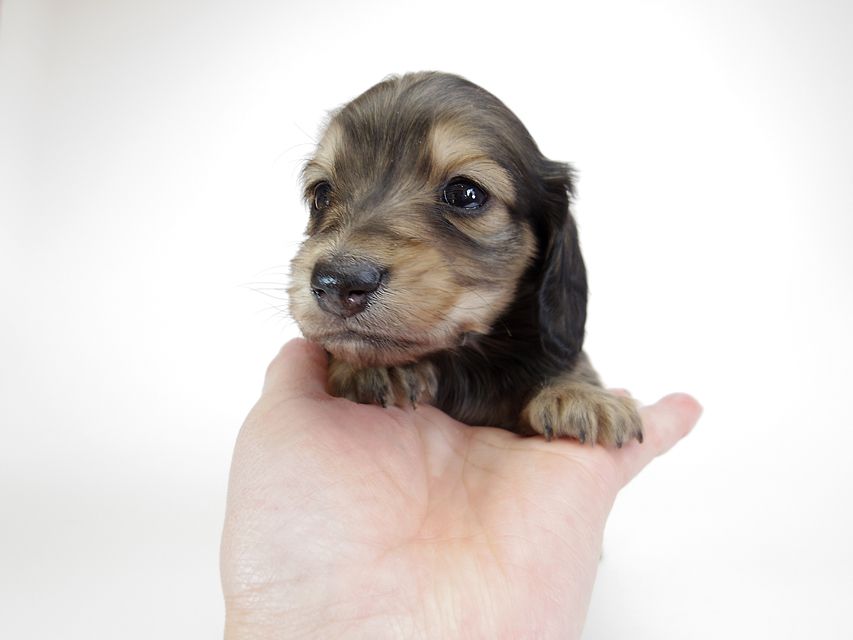 ダックスフンド カニンヘン わかば & アレックスの子犬 シェーデットクリーム 男の子IMGP8890 ダックスフンド カニンヘン わかば & アレックスの子犬 シェーデットクリーム 男の子