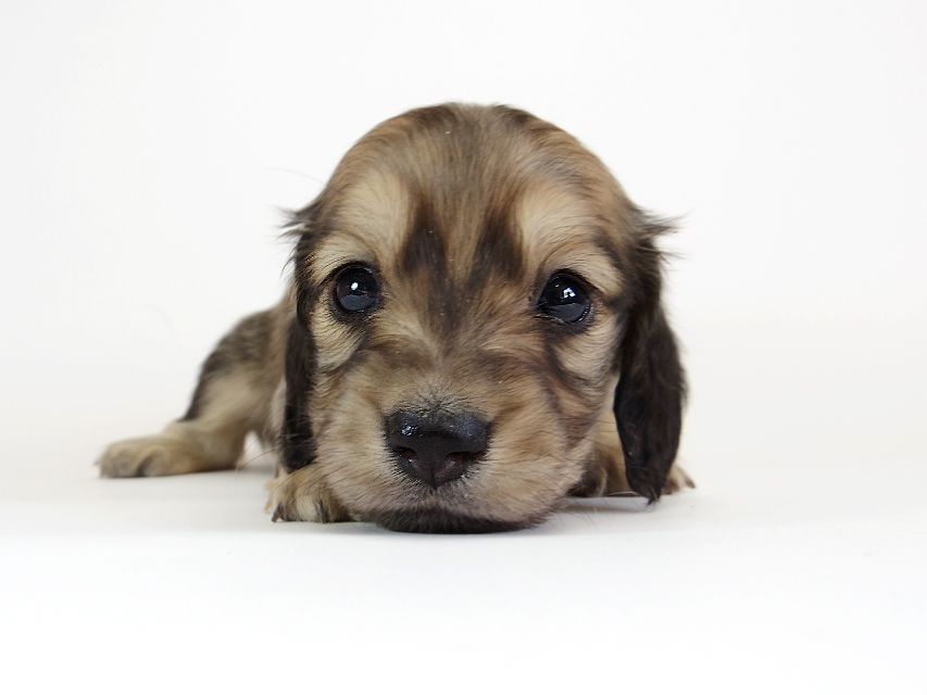 ダックスフンド カニンヘン わかば & アレックスの子犬 シェーデットクリーム 女の子①IMGP8893 ダックスフンド カニンヘン わかば & アレックスの子犬 シェーデットクリーム 女の子①