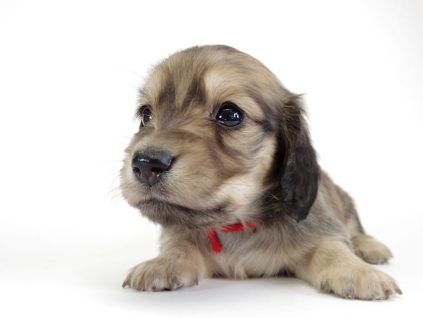 ダックスフンド カニンヘン わかば & アレックスの子犬 シェーデットクリーム 女の子①IMGP8896 ダックスフンド カニンヘン わかば & アレックスの子犬 シェーデットクリーム 女の子①