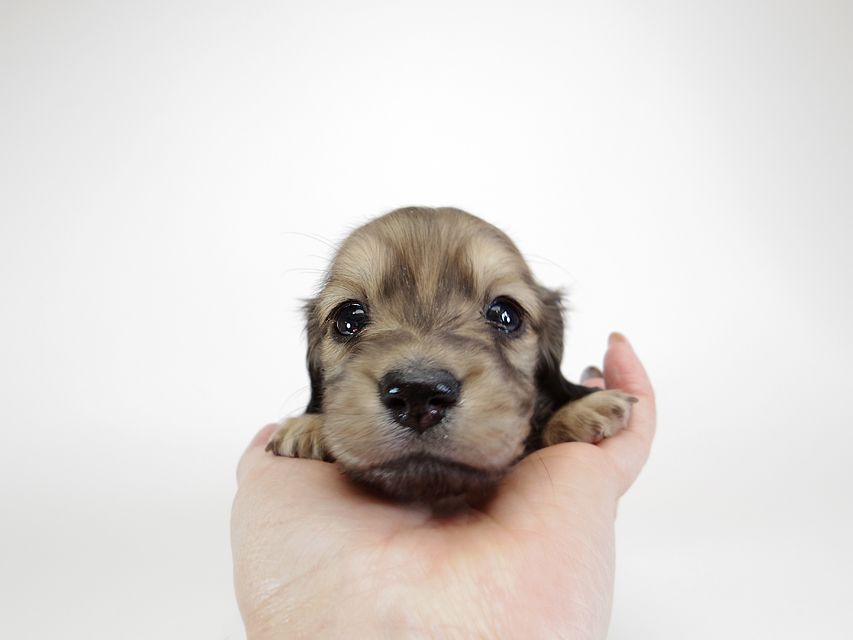 ダックスフンド カニンヘン わかば & アレックスの子犬 シェーデットクリーム 女の子①IMGP8898 ダックスフンド カニンヘン わかば & アレックスの子犬 シェーデットクリーム 女の子①