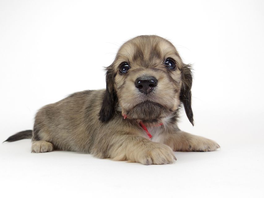 ダックスフンド カニンヘン わかば & アレックスの子犬 シェーデットクリーム 女の子①IMGP8905 ダックスフンド カニンヘン わかば & アレックスの子犬 シェーデットクリーム 女の子①