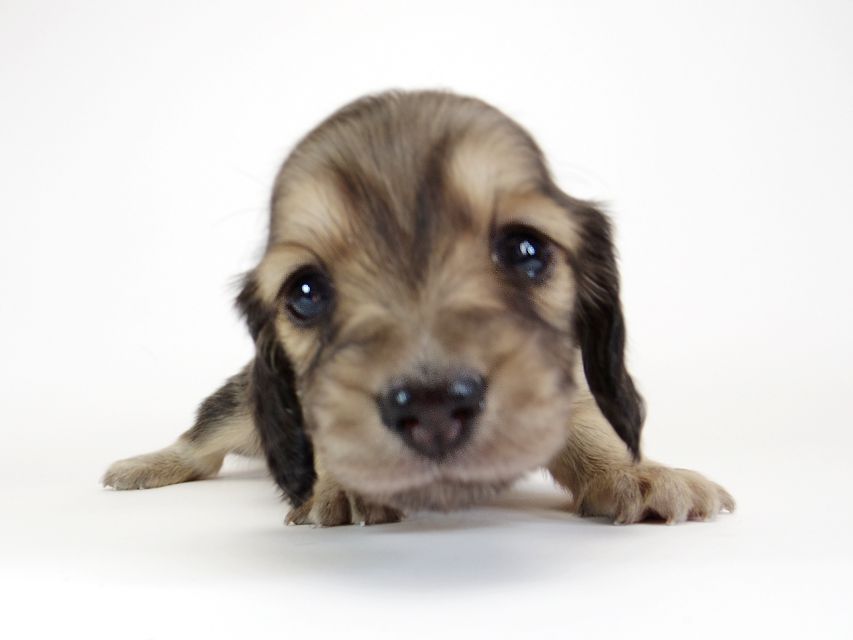 ダックスフンド カニンヘン わかば & アレックスの子犬 シェーデットクリーム 女の子①IMGP8915 ダックスフンド カニンヘン わかば & アレックスの子犬 シェーデットクリーム 女の子①