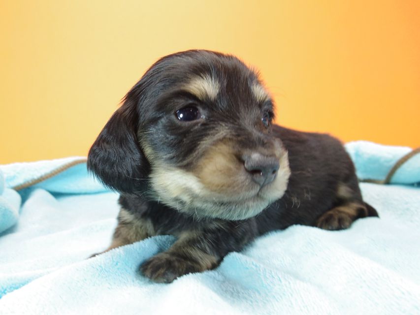 ダックスフンド カニンヘン 月子 & ジャンの子犬 ブラッククリーム 男の子② お写真初登場