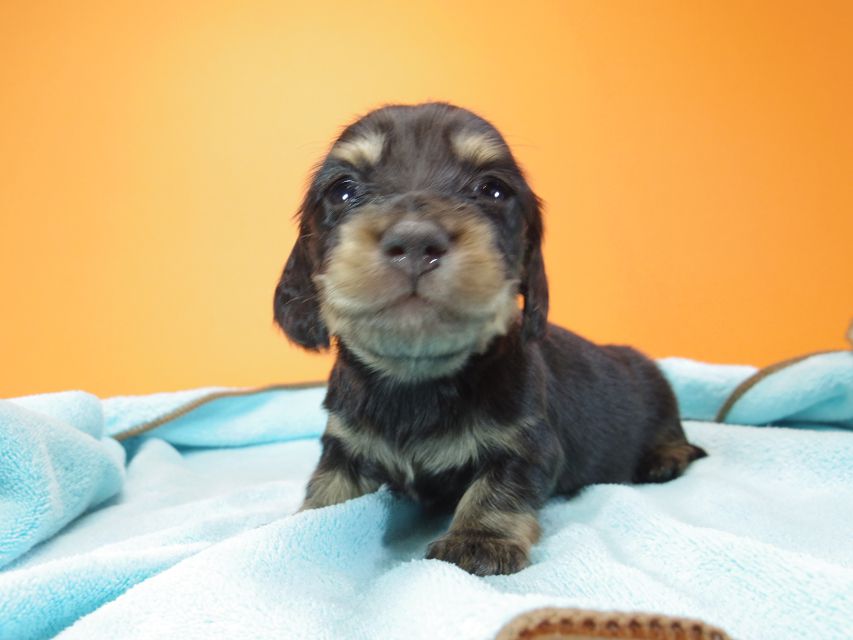 ダックスフンド カニンヘン 月子 & ジャンの子犬 ブラッククリーム 男の子② お写真初登場