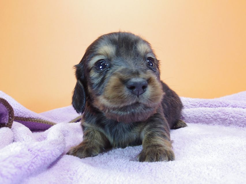 ダックスフンド カニンヘン 月子 & ジャンの子犬 レッド 男の子 お写真初登場IMGP9007 ダックスフンド カニンヘン 月子 & ジャンの子犬 レッド 男の子 お写真初登場