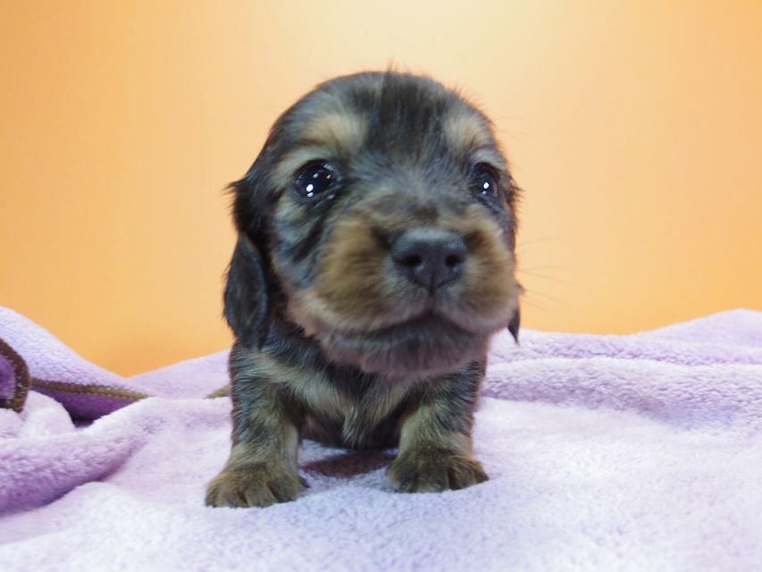 ダックスフンド カニンヘン 月子 & ジャンの子犬 レッド 男の子 お写真初登場IMGP9008 ダックスフンド カニンヘン 月子 & ジャンの子犬 レッド 男の子 お写真初登場