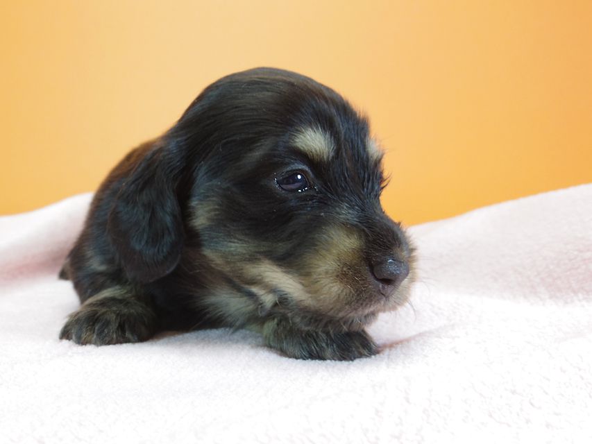 ダックスフンド カニンヘン 月子 & ジャンの子犬 ブラッククリーム 女の子 お写真初登場