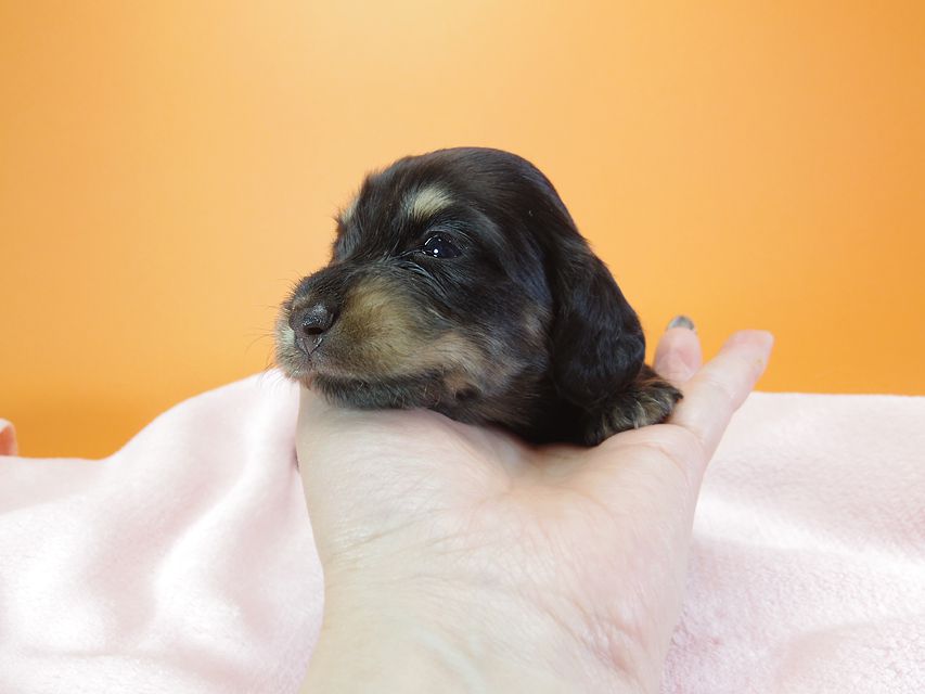 ダックスフンド カニンヘン 月子 & ジャンの子犬 ブラッククリーム 女の子 お写真初登場
