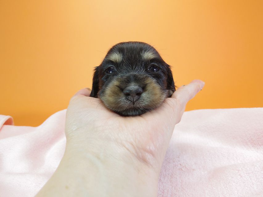 ダックスフンド カニンヘン 月子 & ジャンの子犬 ブラッククリーム 女の子 お写真初登場