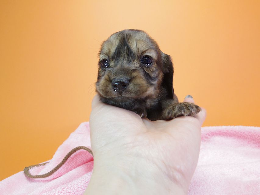 ダックスフンド カニンヘン 月子 & ジャンの子犬 レッド 女の子 お写真初登場IMGP9046 ダックスフンド カニンヘン 月子 & ジャンの子犬 レッド 女の子 お写真初登場