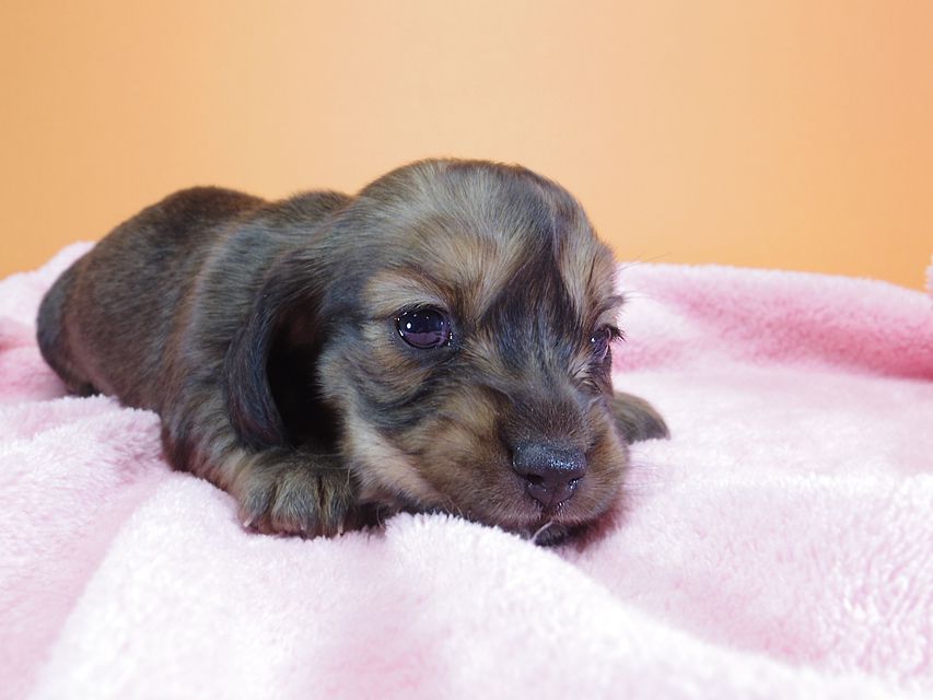 ダックスフンド カニンヘン 月子 & ジャンの子犬 レッド 女の子 お写真初登場IMGP9057 ダックスフンド カニンヘン 月子 & ジャンの子犬 レッド 女の子 お写真初登場