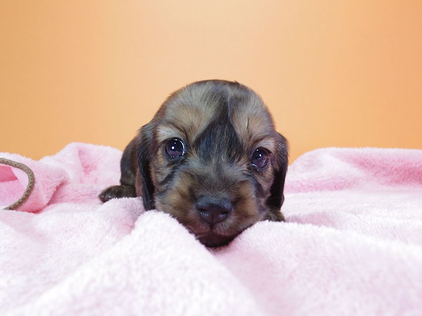 ダックスフンド カニンヘン 月子 & ジャンの子犬 レッド 女の子 お写真初登場IMGP9059 ダックスフンド カニンヘン 月子 & ジャンの子犬 レッド 女の子 お写真初登場