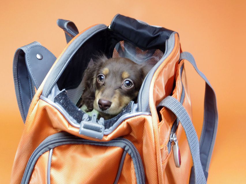 ダックスフンド カニンヘン 黒豆 & アサヒの子犬 チョコタン 女の子【ハイクラス】