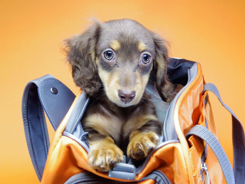 ダックスフンド カニンヘン 黒豆 & アサヒの子犬 チョコタン 女の子【ハイクラス】