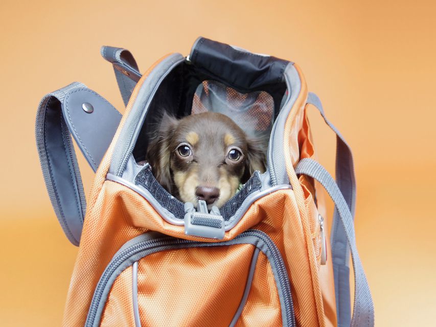 ダックスフンド カニンヘン 黒豆 & アサヒの子犬 チョコタン 女の子【ハイクラス】