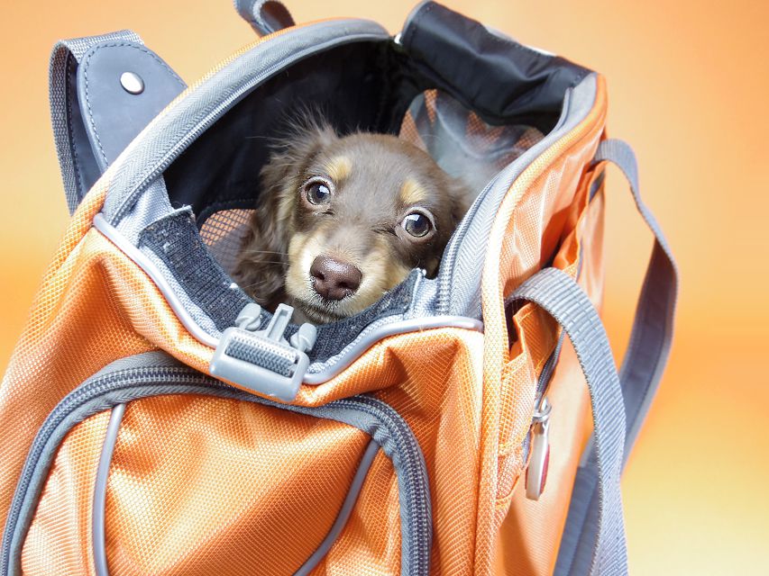 ダックスフンド カニンヘン 黒豆 & アサヒの子犬 チョコタン 女の子【ハイクラス】