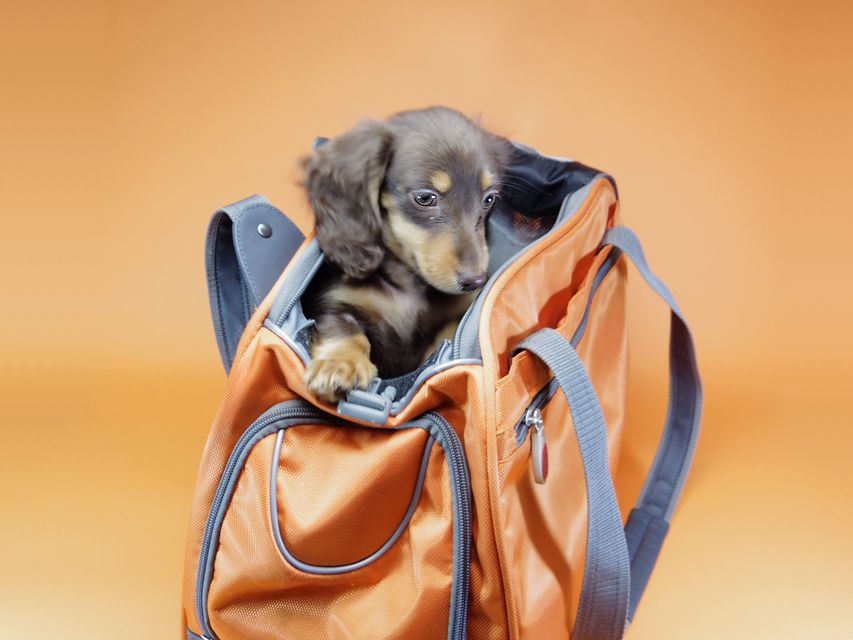 ダックスフンド カニンヘン 黒豆 & アサヒの子犬 チョコタン 女の子【ハイクラス】