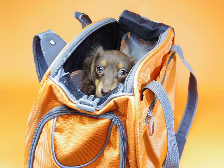 ダックスフンド カニンヘン 黒豆 & アサヒの子犬 チョコタン 女の子【ハイクラス】