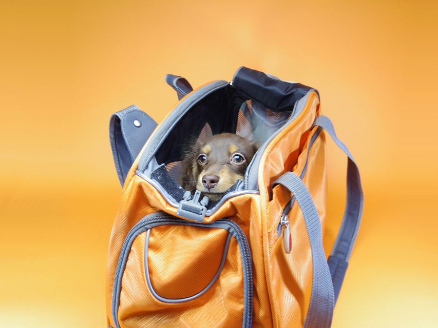 ダックスフンド カニンヘン 黒豆 & アサヒの子犬 チョコタン 女の子【ハイクラス】