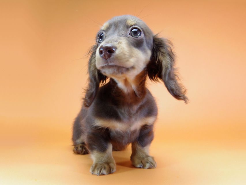 ダックスフンド カニンヘン 黒豆 & アサヒの子犬 チョコタン 女の子【ハイクラス】